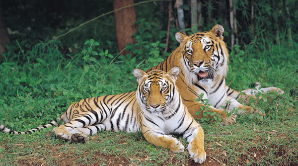 Bannerghatta National Park Tiger